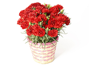 Carnation ～Cantabile～