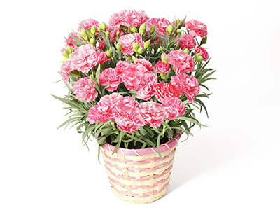 Wfs New カーネーション クレア の通販 宅配 販売 花のギフトはwfs