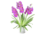 Miltonia～Julianne～