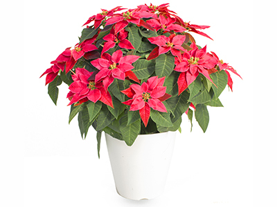 プリンセチア「ルージュ」の通販・宅配・販売