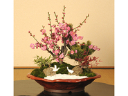 Bonsai“Pine&Bamboo&Plum 松竹梅”