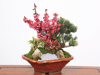 盆栽・松竹梅(紅梅)の通販・宅配・販売