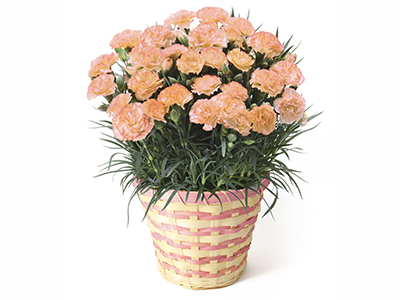 カーネーション・オレンジジェラートの通販・宅配・販売