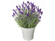 English Lavender～Honoka ほのか～