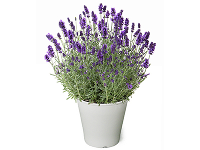 イングリッシュラベンダー「ほのか」の通販・宅配・販売