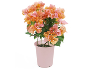 Bougainvillea～California Orange～