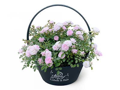 ハートフォーユーの通販・宅配・販売