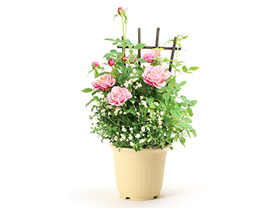 タマラ&ミニチュアローズホワイトの通販・宅配・販売