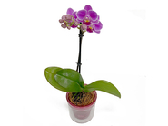 Middy Phalaenopsis Aqua pot