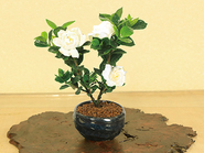 Bonsai Cape jasmine“梔子 Kutinashi”