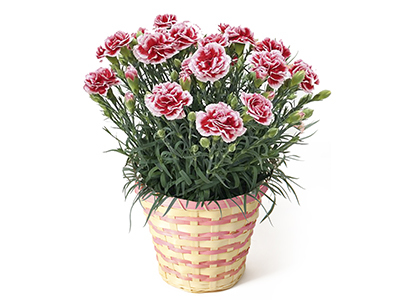 Colorful Gerbera Daisies