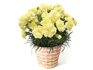 Carnation ～Honey Moon～