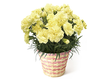 Colorful Gerbera Daisies