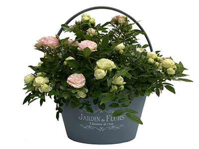 ポリアンサローズの通販・宅配・販売