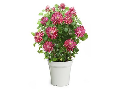 クレマチス「花炎」(かえん)の通販・宅配・販売