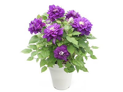 クレマチス「キリテカナワ」の通販・宅配・販売