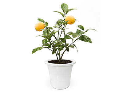 サイパン・レモンの通販・宅配・販売