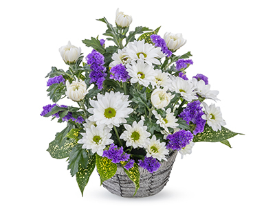 Colorful Gerbera Daisies