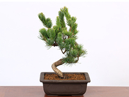 Bonsai“Goyomatsu 五葉松(Pinus parviflora)”Rectangular Pot