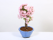 Bonsai Cherry“旭山桜 Asahiyamazakura”