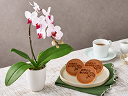 Middy Phalaenopsis Orchid & Dorayaki(どら焼き)