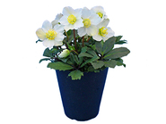 【New】Christmas Rose～Nigel Bianca～