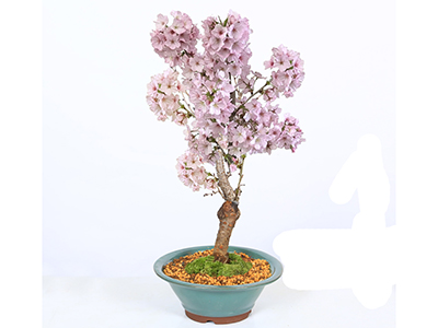 【New】盆栽・特選御殿場桜の通販・宅配・販売