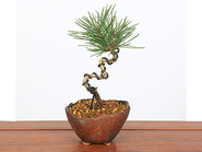 Bonsai“Kuromatsu 黒松(Japanese black pine)”