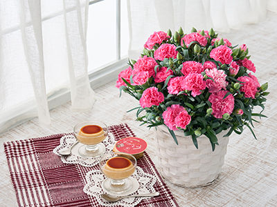 【New】カーネーション&たまご村プリンの通販・宅配・販売