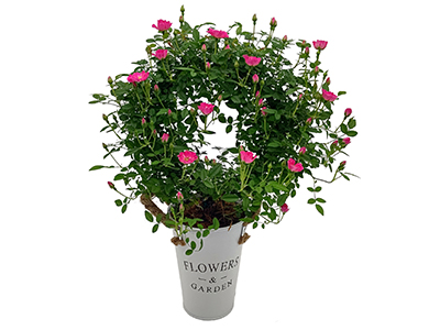 【New】つるバラミニアーチの通販・宅配・販売