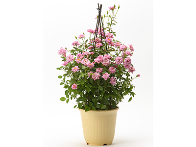 【New】ブルーローズの通販・宅配・販売