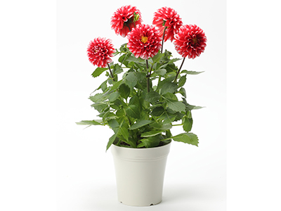 【New】ダリア・タンピコの通販・宅配・販売