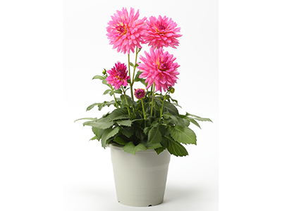 【New】ダリア・サリナスの通販・宅配・販売