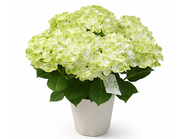 Hydrangea～Green Latte～