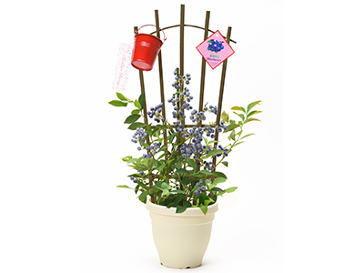 ブルーベリーの通販・宅配・販売