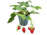 Strawberry potted plant