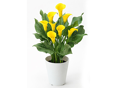 【New】カラー「サンクラブ」(イエロー)の通販・宅配・販売