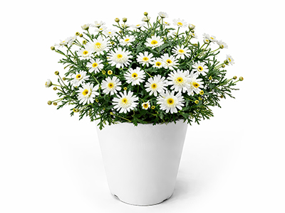 【New】マーガレット「バニラボネット」(ホワイト)の通販・宅配・販売