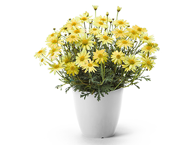 【New】マーガレット「デイジーイエロー」(イエロー)の通販・宅配・販売