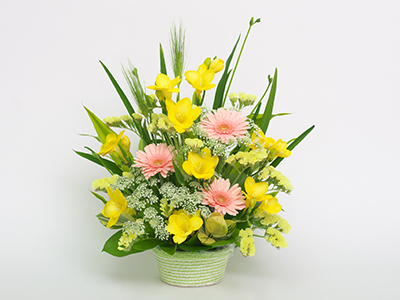 Colorful Gerbera Daisies