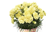 Send Flowers to Japan/Our best-selling/Lemonade