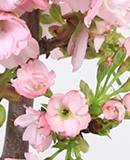 Flower & Cake-4Berries-