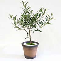 盆栽・オリーブの木