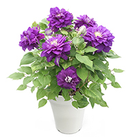 クレマチス「キリテカナワ」